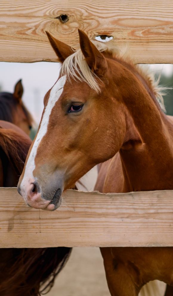 a-beautiful-horse-stands-in-a-paddock-behind-a-woo-2024-12-07-23-25-15-utc